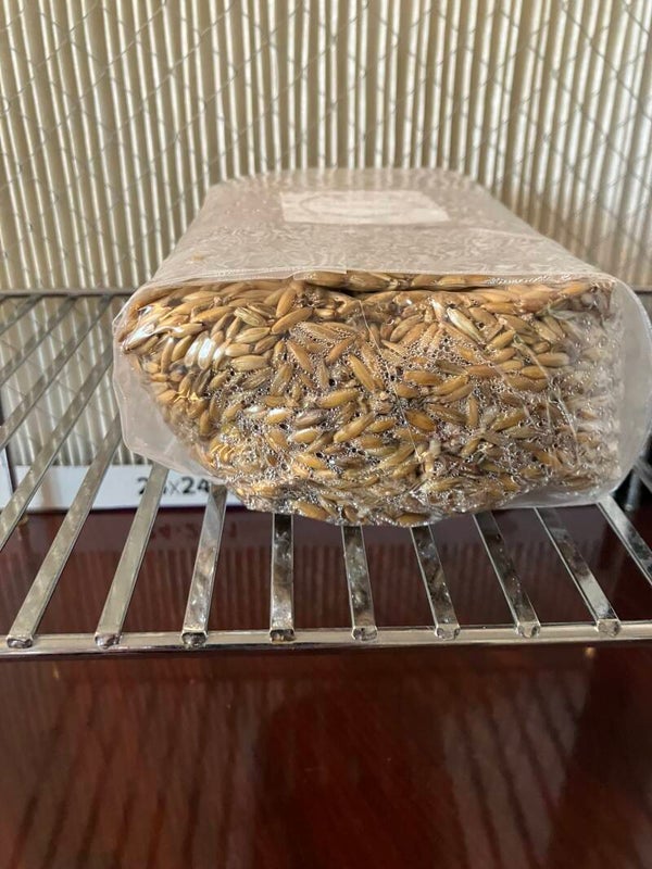 Grain 1LB jar {OATS}