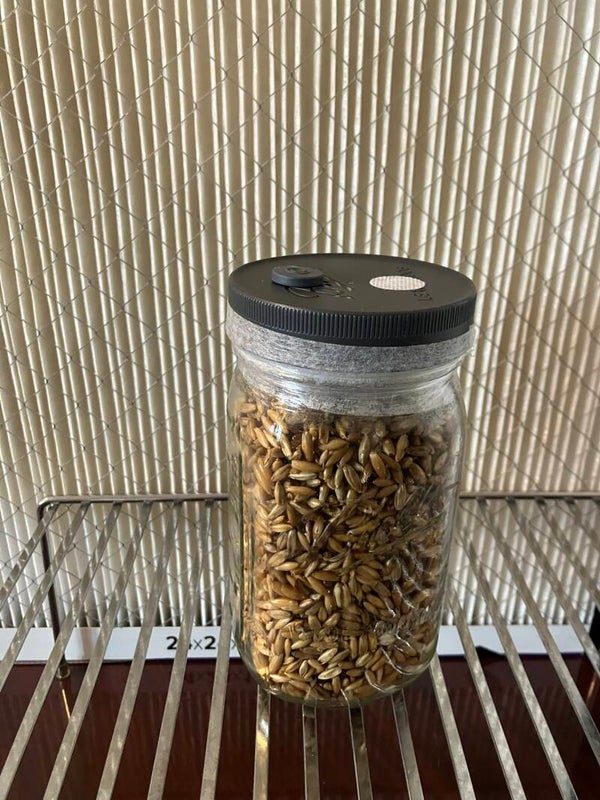 Grain 3LB Bag {OATS}
