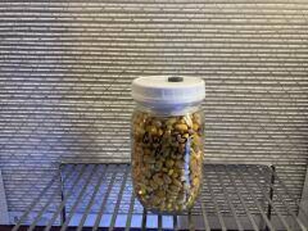 Grain 1LB jar
