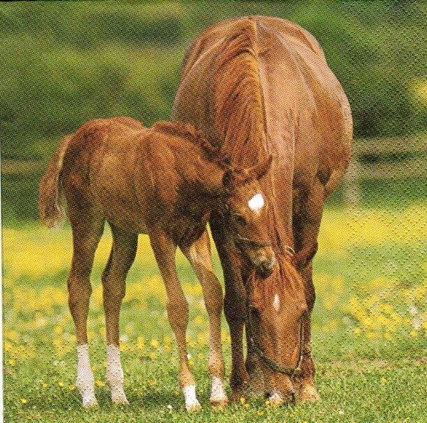 lot de 10 serviettes en papier thème animaux