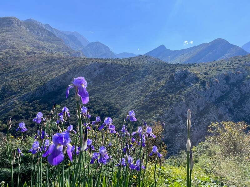 Wilde Orchideen in den Bergen über Stari Bar