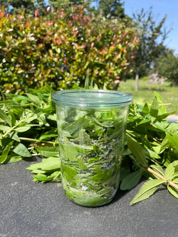 VERVEINE CITRONNEE