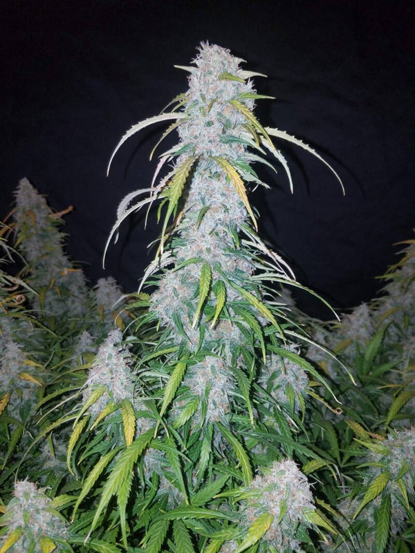 SIX SHOOTER AUTO - 42FastBuds