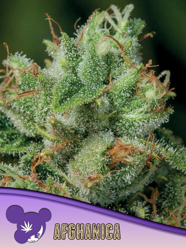AFGHANICA - Anesia Seeds
