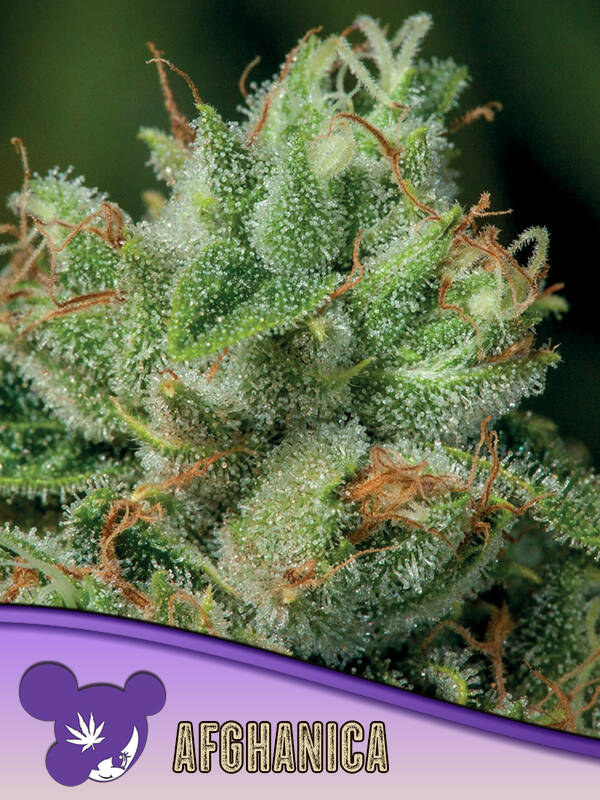 AFGHANICA - Anesia Seeds
