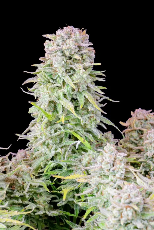 AFGHAN KUSH AUTO - 42FastBuds