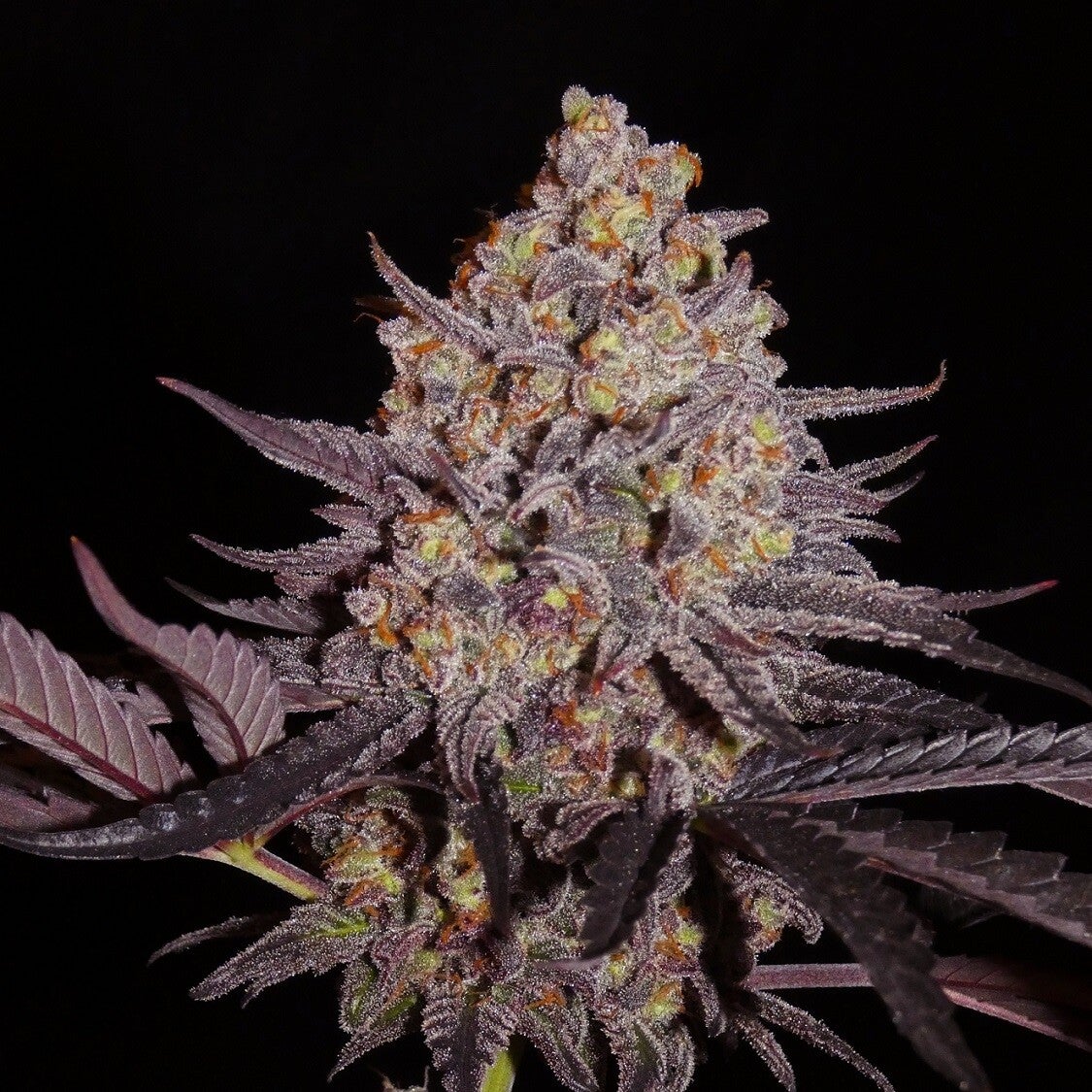 ALADDIN KUSH - Femminizzati