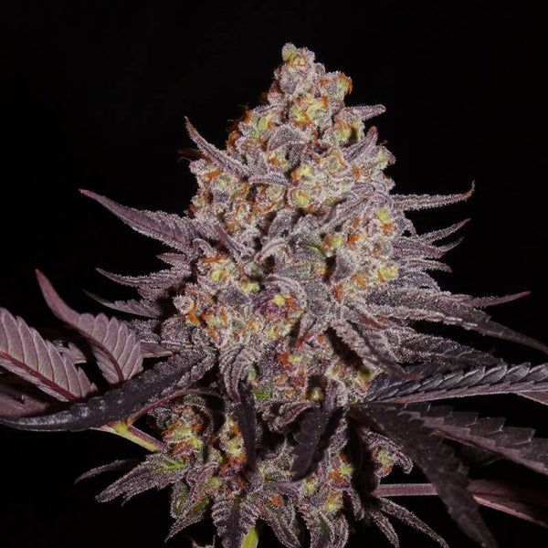 ALADDIN KUSH - Femminizzati