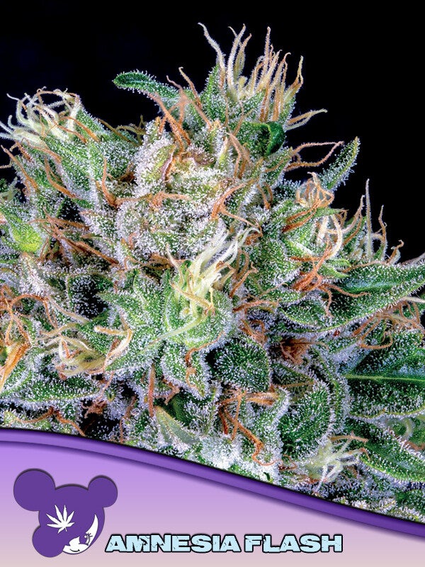 AMNESIA FLASH - Anesia Seeds
