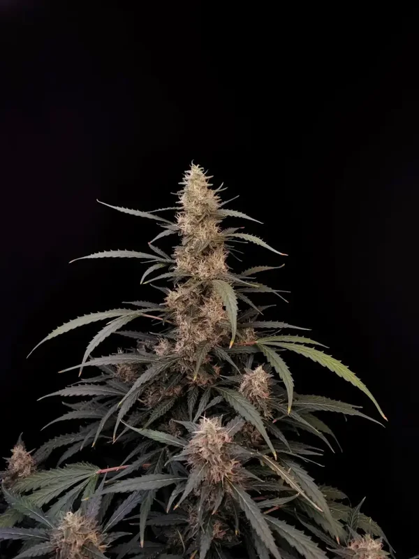 AMNESIA HAZE - 42FastBuds