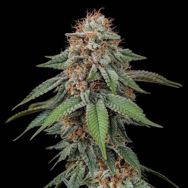 AMNESIA HAZE - Royal Queen Seeds