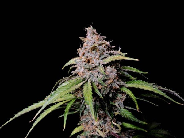 AMNESIA Z AUTO - 42FastBuds