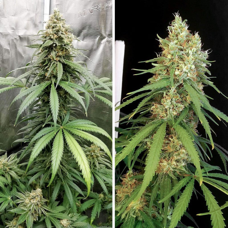 AMSTERDAM AMNESIA - Dutch Passion