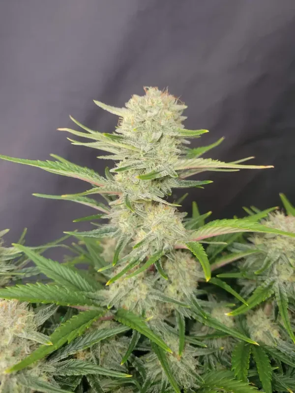APRICOT AUTO - 42FastBuds