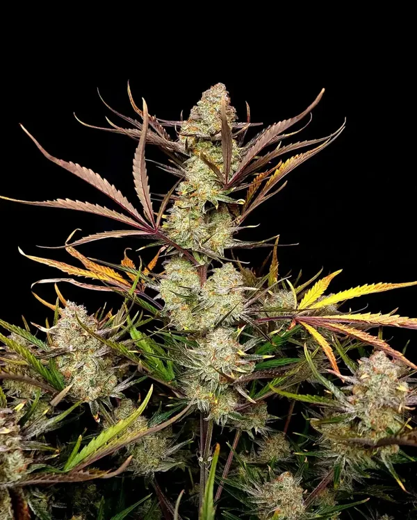 APPLE STRUDEL AUTO - 42FastBuds