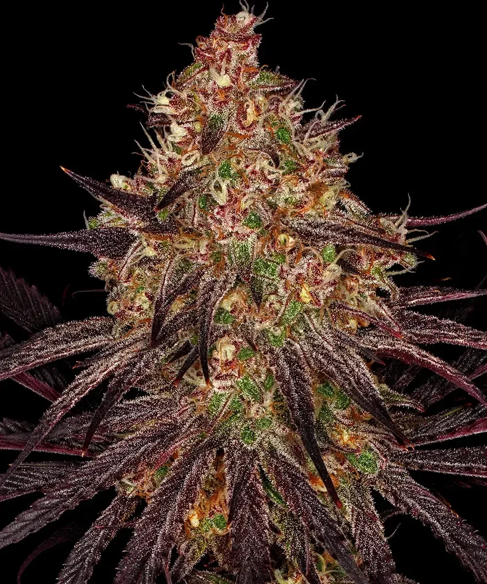 AYAHUASCA PURPLE - Barney's Farm
