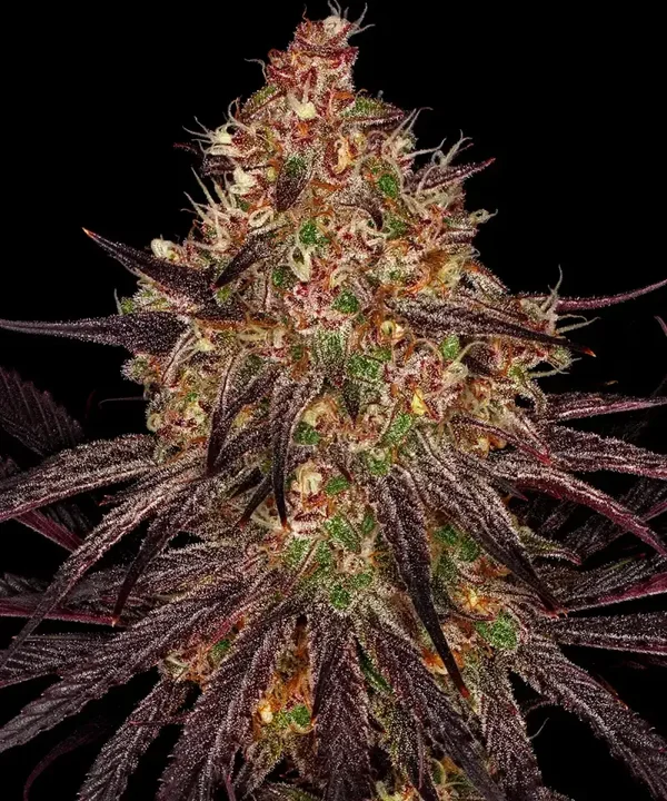AYAHUASCA PURPLE - Barney's Farm