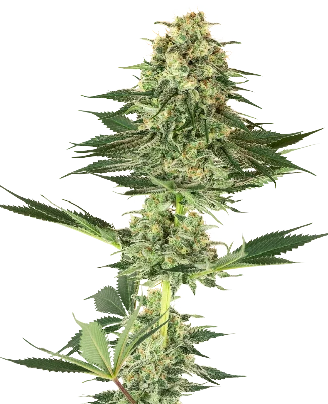 BANANA KUSH - White Label Seed Company