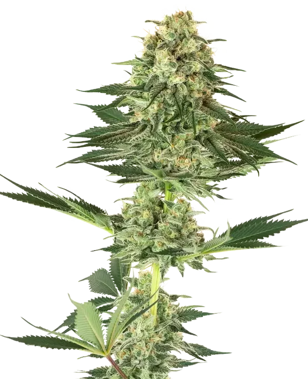 BANANA KUSH - White Label Seed Company