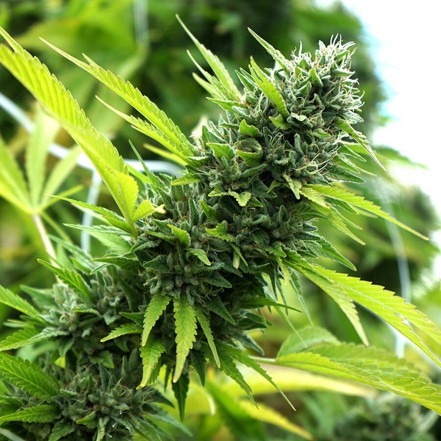 BANANA SAPPHIRE - Humboldt Seed Organization