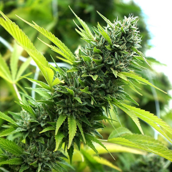BANANA SAPPHIRE - Humboldt Seed Organization