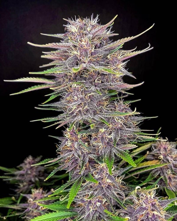 BANANA PURPLE PUNCH AUTO - 42FastBuds