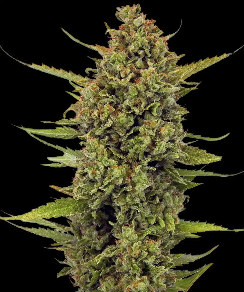 ACAPULCO GOLD - Barney's Farm