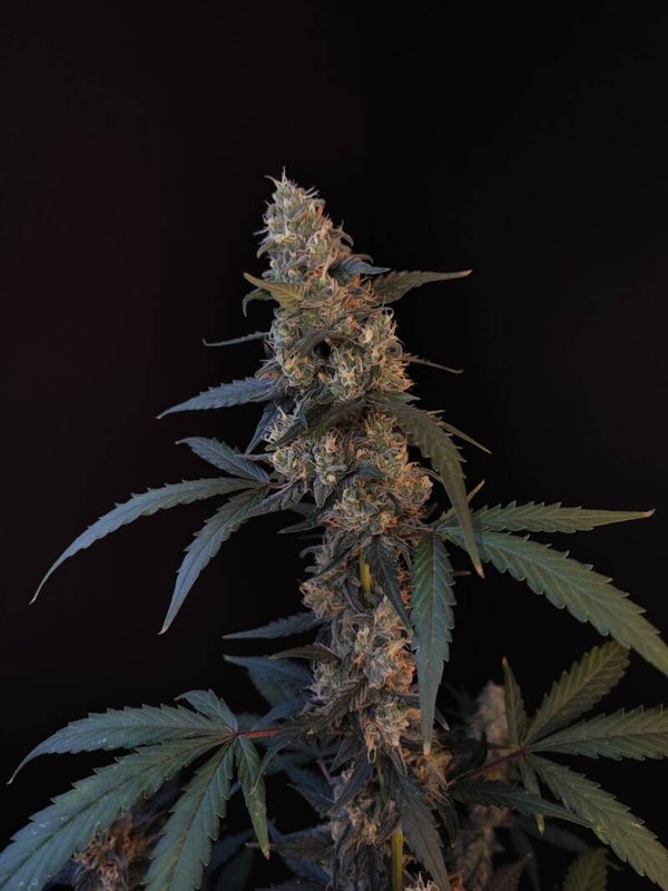 BUBBLEGUM AUTO - 42FastBuds