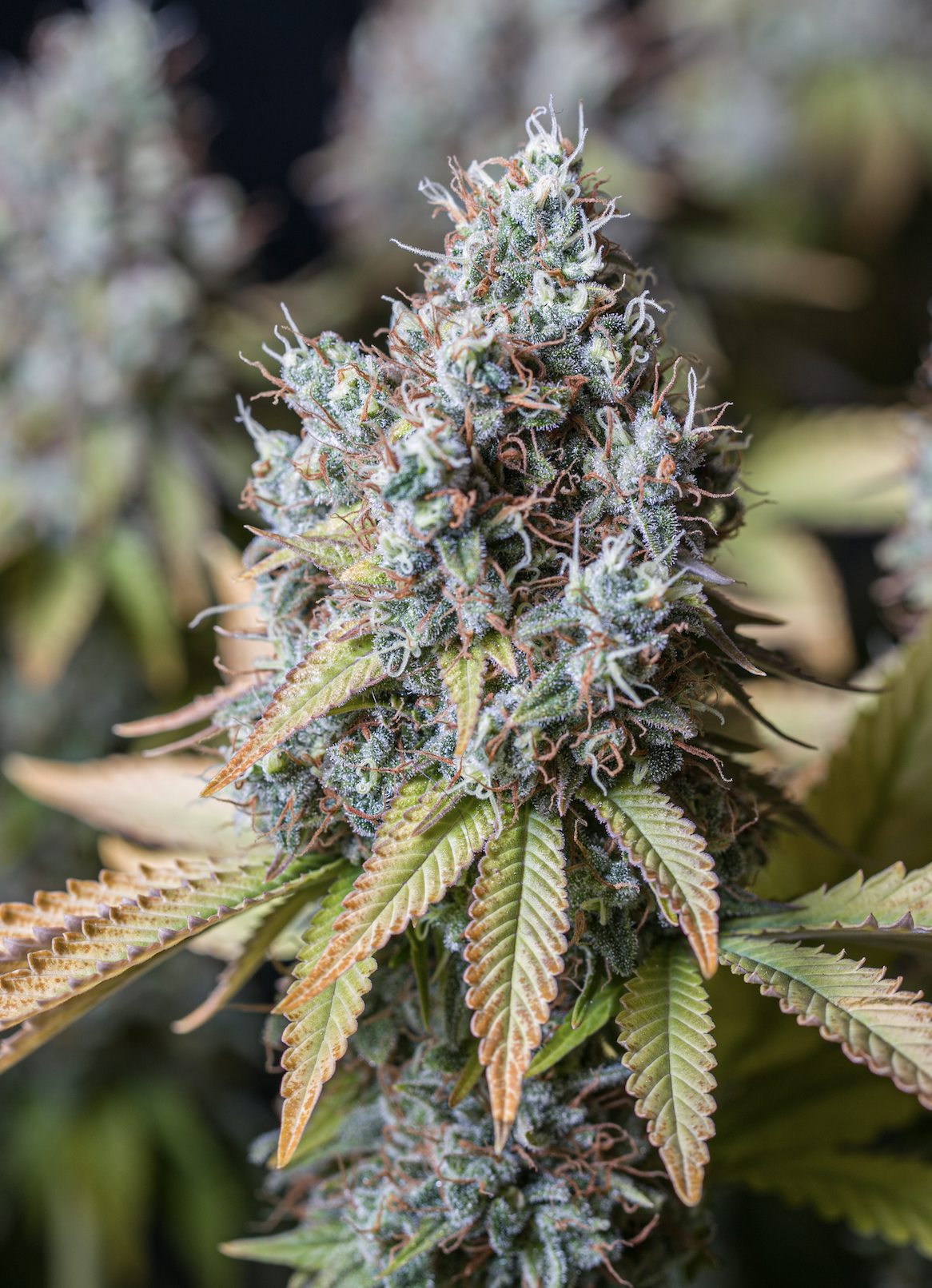 BCN CRITICAL XXL - Seed Stockers