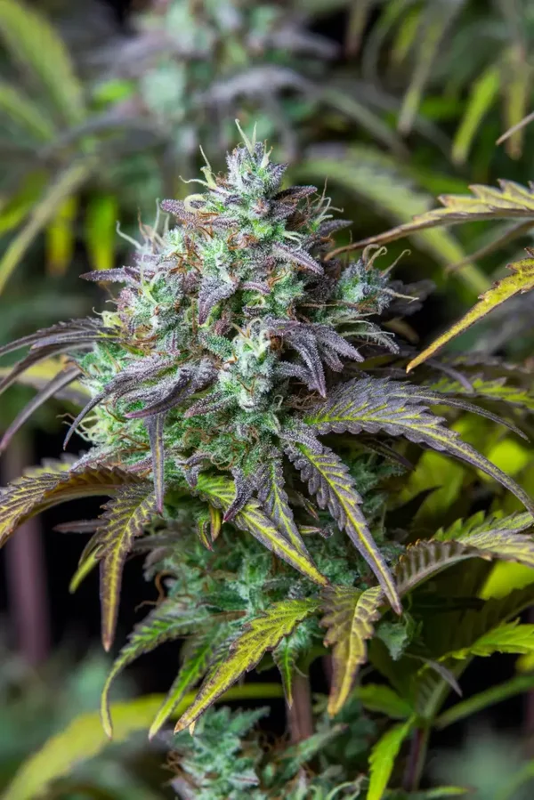 BIG BUD AUTO - 42FastBuds