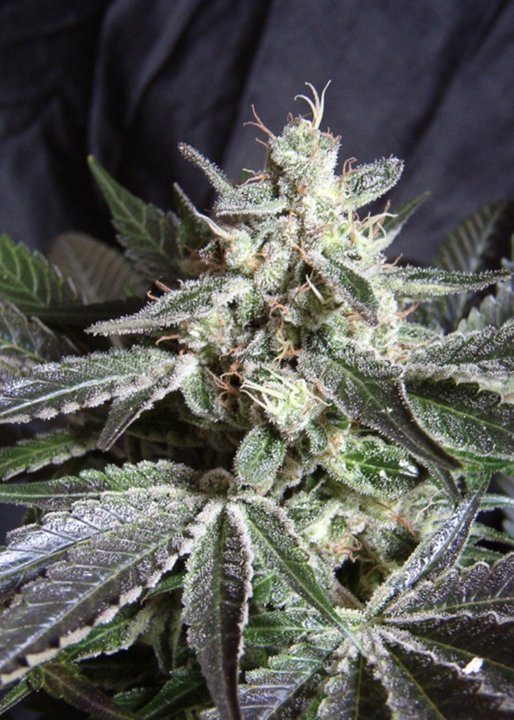 BLACK JACK - Sweet Seeds