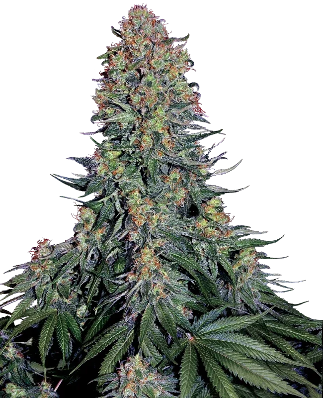 BLUE SKUNK - Sensi Seeds