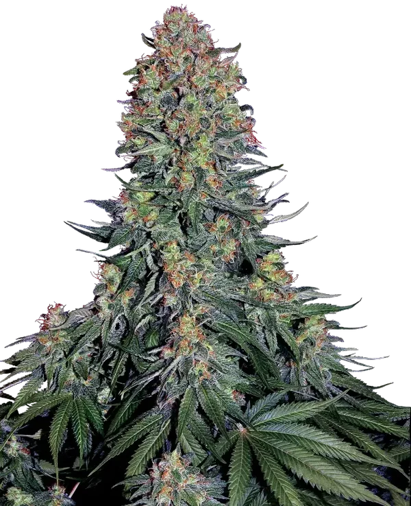 BLUE SKUNK - Sensi Seeds