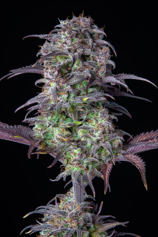 BLUEBERRY AUTO - 42FastBuds