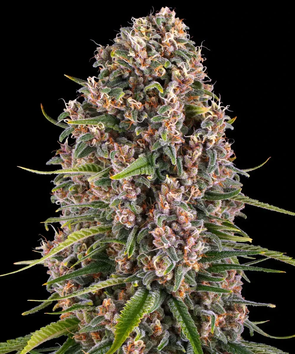 BLUE CHEESE - Barney's Farm