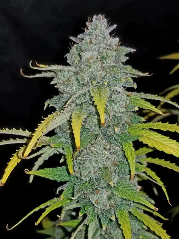 BLUE DREAM AUTO - 42FastBuds