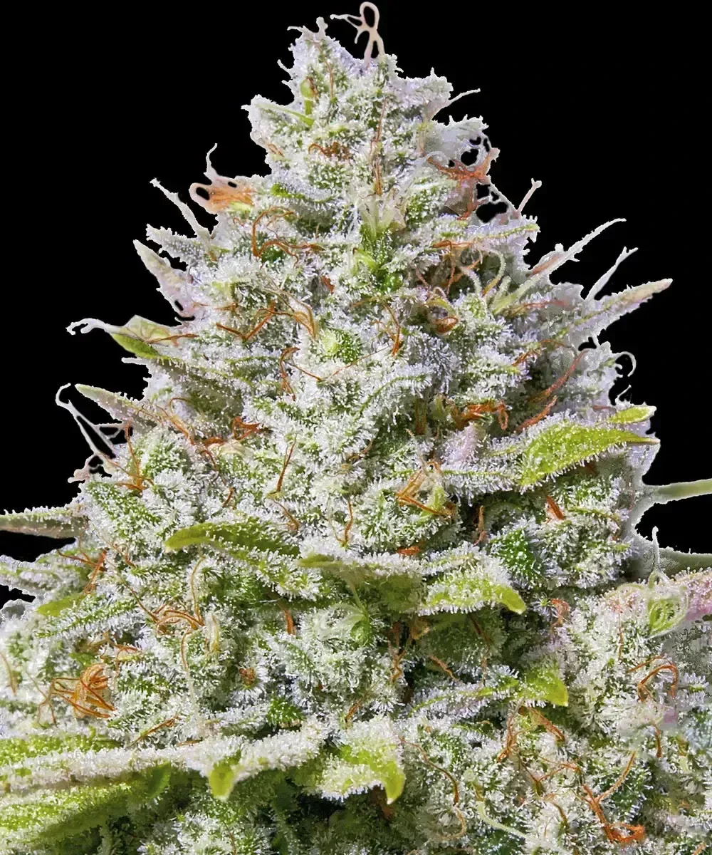 BLUE GELATO 41 - Barney's Farm