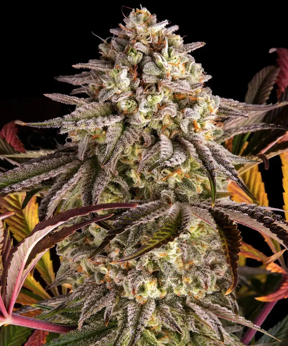 BLUE SUNSET SHERBERT - Barney's Farm