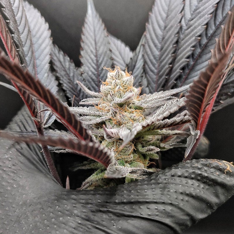 BLUE ZUSHI - Dutch Passion