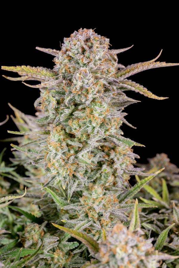 BRUCE BANNER AUTO - 42FastBuds