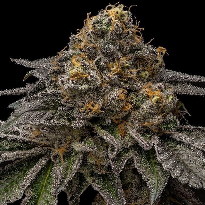 BREAK PAD BREATH - Ripper Seeds