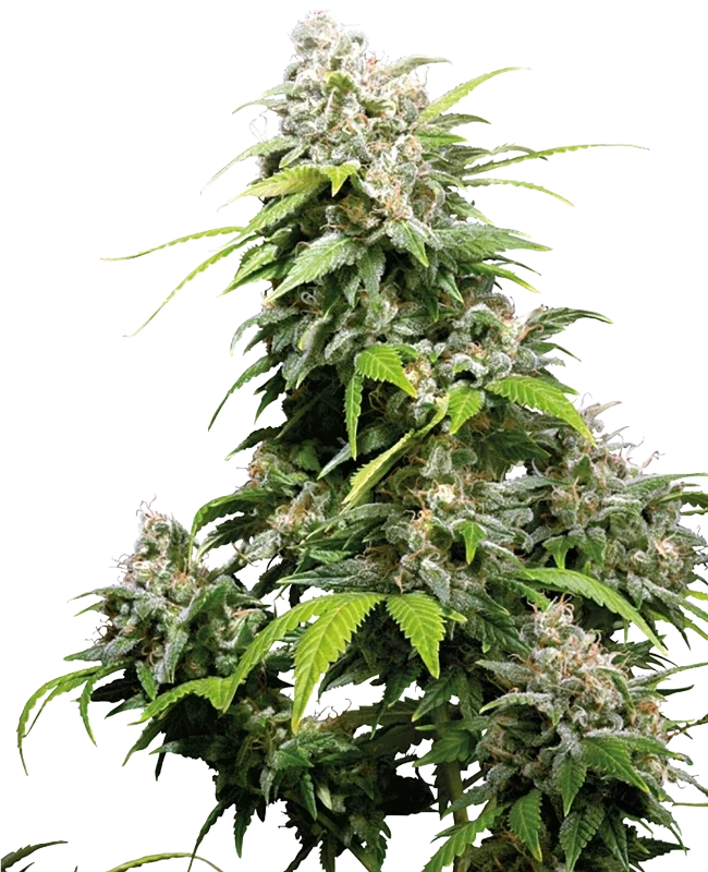 CALIFORNIA INDICA - Sensi Seeds