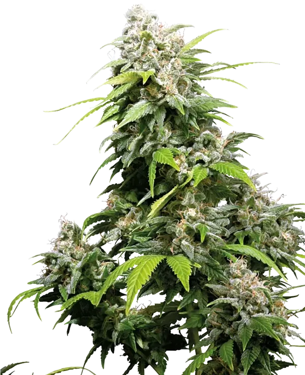 CALIFORNIA INDICA - Sensi Seeds
