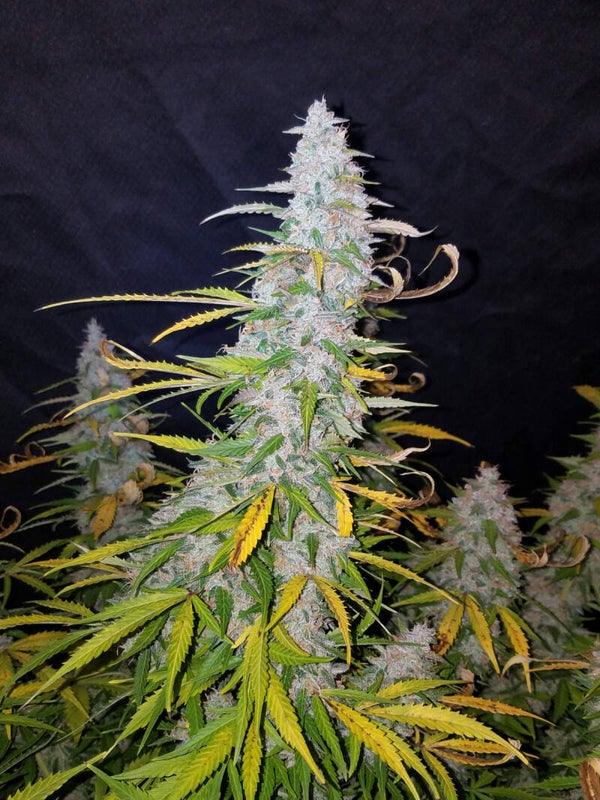 CALIFORNIAN SNOW AUTO - 42FastBuds