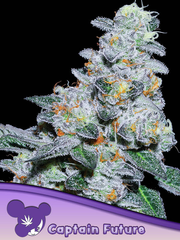 CAPTAIN FUTURE - Anesia Seeds