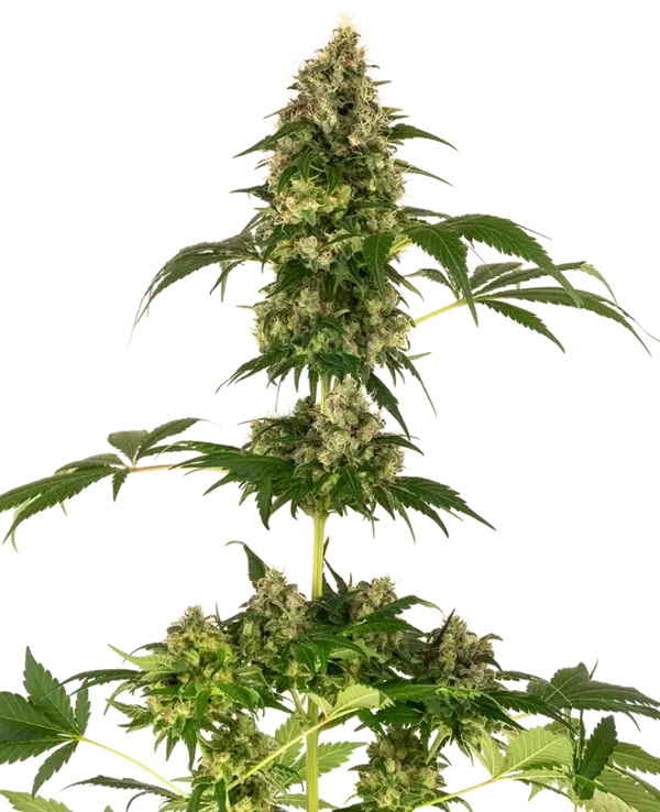 COBALT HAZE - Sensi Seeds