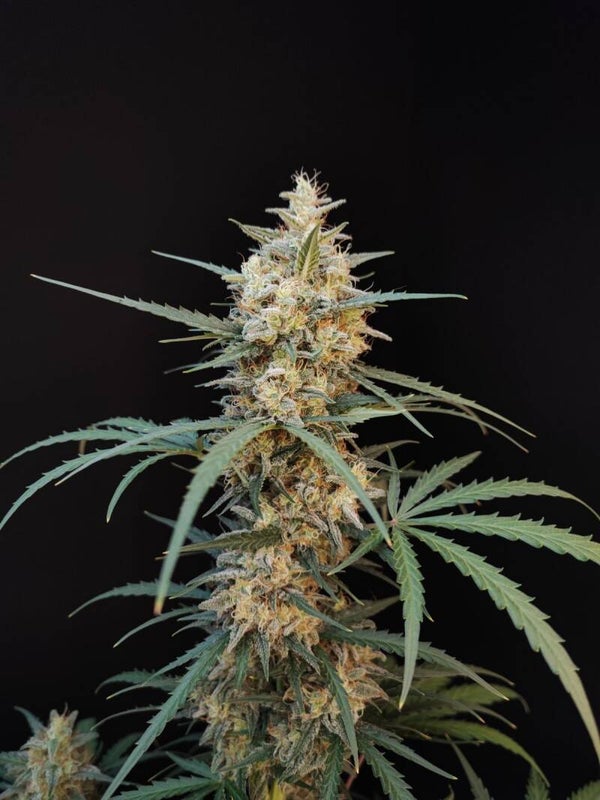 CHEMDAWG AUTO - 42FastBuds
