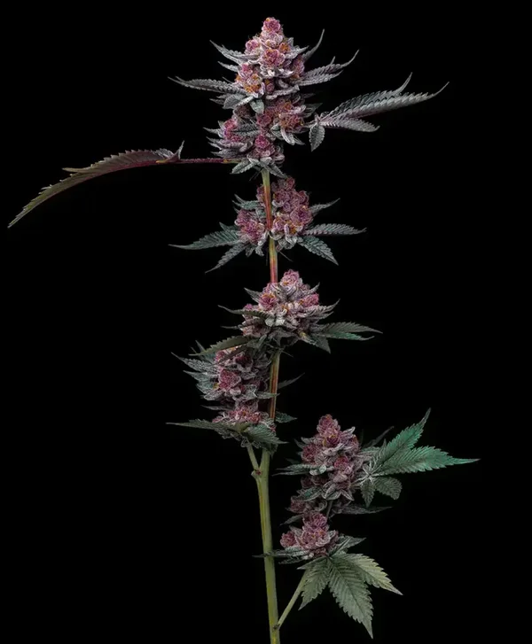 CHERRY POPPERS - Barney's Farm