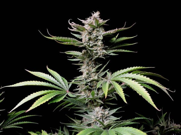 CHERRY COLA AUTO - 42FastBuds