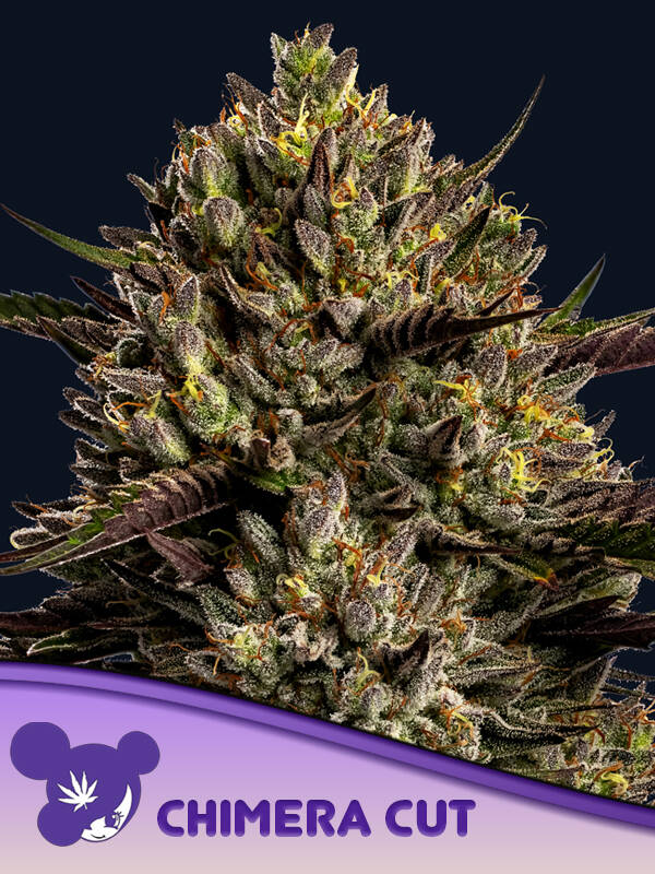 CHIMERA CUT - Anesia Seeds